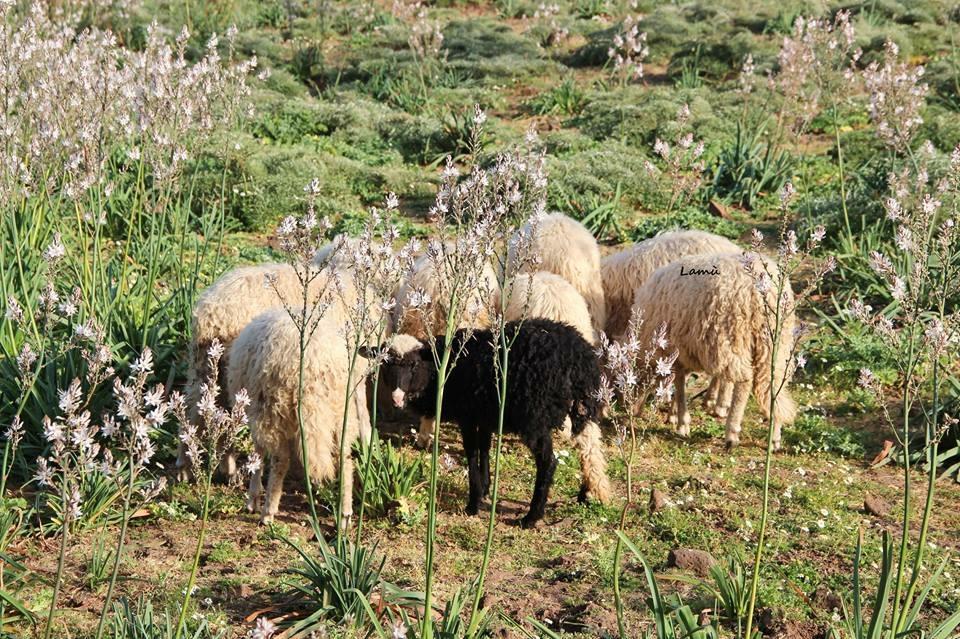 Turismo Rurale Su Cuile Villa Dorgali Bagian luar foto