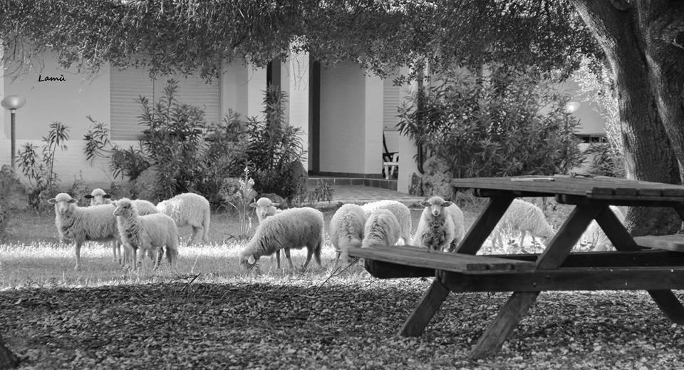 Turismo Rurale Su Cuile Villa Dorgali Bagian luar foto