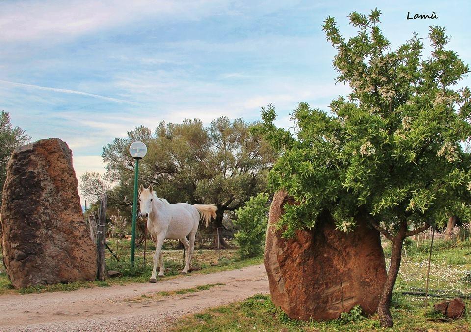 Turismo Rurale Su Cuile Villa Dorgali Bagian luar foto